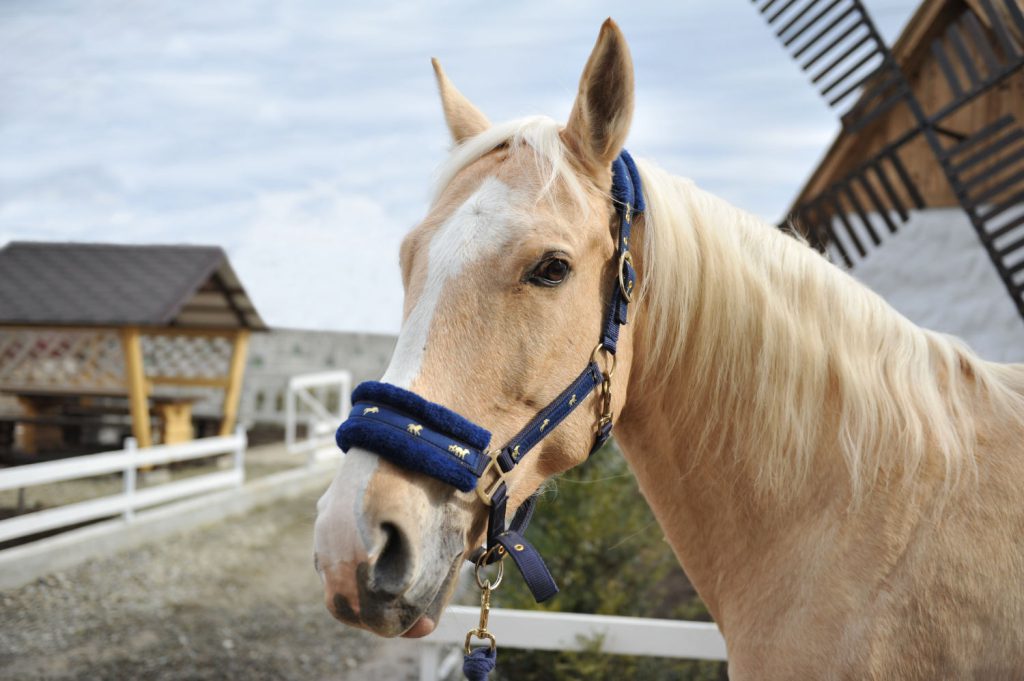 Właściciele koni często zastanawiają się, czy warto wykupić dla swojego pupilka ubezpieczenie