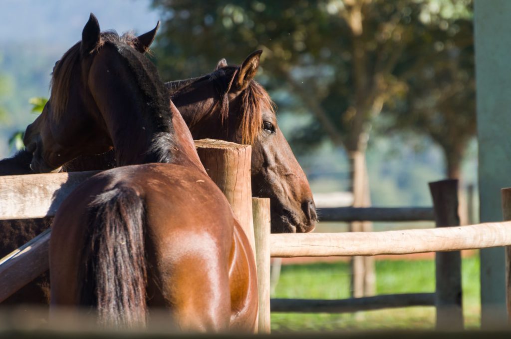 Każdy właściciel konia wie, że to nie tylko zwierzę hodowlane, ale również przyjaciel i partner w treningach i zawodach