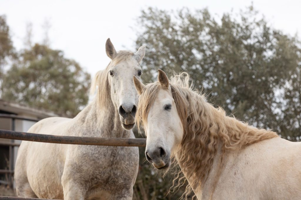 Standardowe ubezpieczenie koni często oferuje tylko podstawową ochronę w przypadku utraty konia z powodu śmierci lub kradzieży