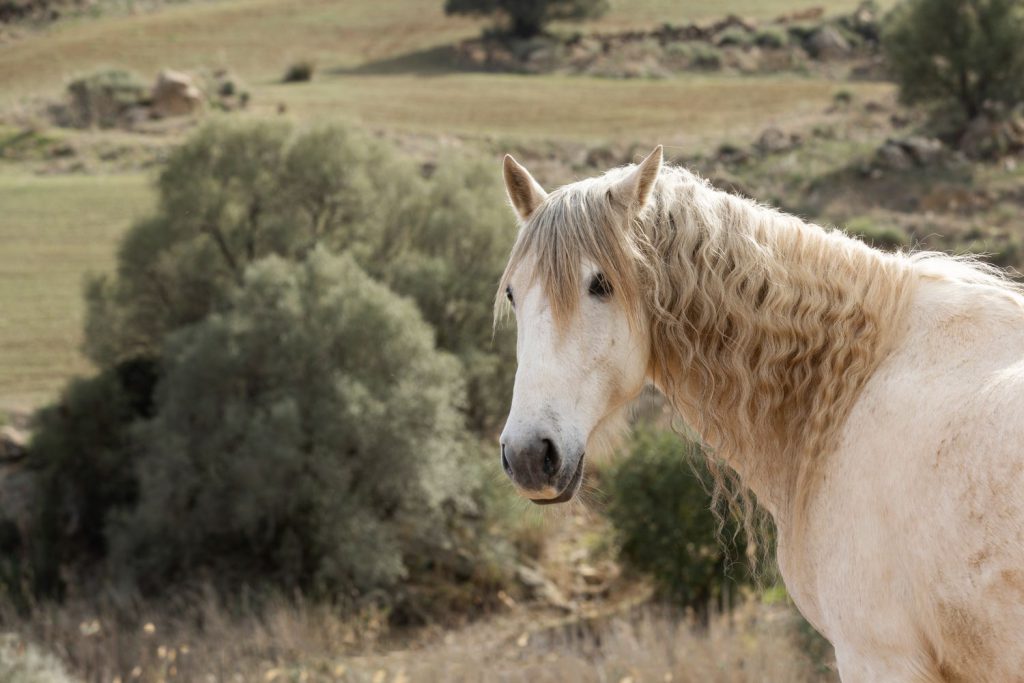Standardowe ubezpieczenie koni często oferuje tylko podstawową ochronę w przypadku utraty konia z powodu śmierci lub kradzieży